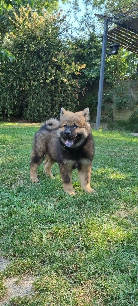 Tonka King Dom Dog